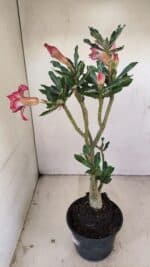 Planta Dobrada 3509 – 35cm – 03 anos - Imagem 6