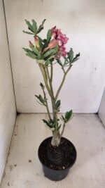 Planta Dobrada 3509 – 35cm – 03 anos - Imagem 5