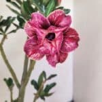 Planta Dobrada 3509 – 35cm – 03 anos