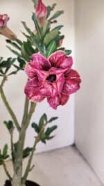 Planta Dobrada 3509 – 35cm – 03 anos