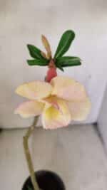 Planta Dobrada 3510 – 35cm – 03 anos - Imagem 4