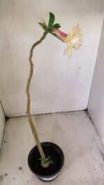 Planta Dobrada 3510 – 35cm – 03 anos - Imagem 5