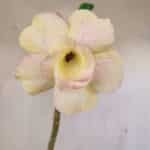 Planta Dobrada 3510 – 35cm – 03 anos