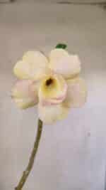 Planta Dobrada 3510 – 35cm – 03 anos