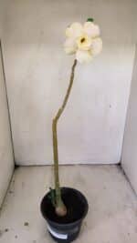 Planta Dobrada 3510 – 35cm – 03 anos - Imagem 2