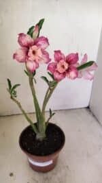 Planta Dobrada 3511 – 35cm – 03 anos - Imagem 2