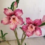 Planta Dobrada 3511 – 35cm – 03 anos