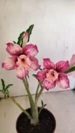 Planta Dobrada 3511 – 35cm – 03 anos