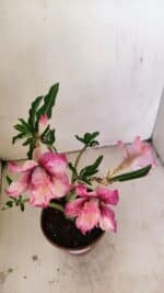 Planta Dobrada 3511 – 35cm – 03 anos - Imagem 4