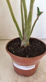 Planta Dobrada 3511 – 35cm – 03 anos - Imagem 7