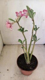 Planta Dobrada 3511 – 35cm – 03 anos - Imagem 6