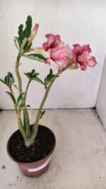 Planta Dobrada 3511 – 35cm – 03 anos - Imagem 5