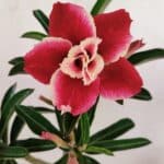 Planta Dobrada 3512 – 35cm – 03 anos