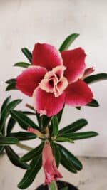 Planta Dobrada 3512 – 35cm – 03 anos