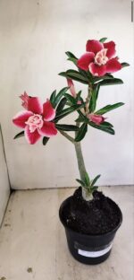 Planta Dobrada 3512 – 35cm – 03 anos - Imagem 2