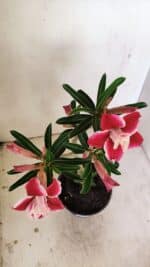 Planta Dobrada 3512 – 35cm – 03 anos - Imagem 4