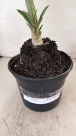 Planta Dobrada 3512 – 35cm – 03 anos - Imagem 8