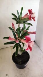 Planta Dobrada 3512 – 35cm – 03 anos - Imagem 7