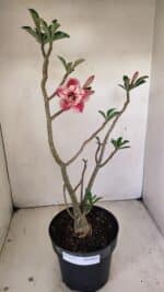 Planta Dobrada 3513 – 45cm – 03 anos - Imagem 2