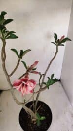 Planta Dobrada 3513 – 45cm – 03 anos - Imagem 4