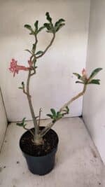 Planta Dobrada 3513 – 45cm – 03 anos - Imagem 6