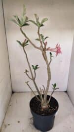 Planta Dobrada 3513 – 45cm – 03 anos - Imagem 5