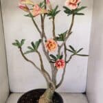 Planta Dobrada 3514 – 45cm – 03 anos