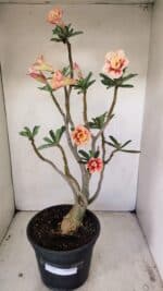 Planta Dobrada 3514 – 45cm – 03 anos