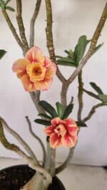 Planta Dobrada 3514 – 45cm – 03 anos - Imagem 3