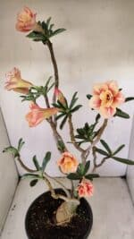 Planta Dobrada 3514 – 45cm – 03 anos - Imagem 8