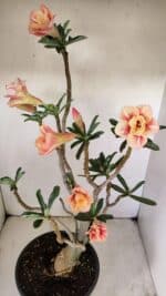 Planta Dobrada 3514 – 45cm – 03 anos - Imagem 4