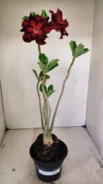 Planta Dobrada 3515 – 35cm – 03 anos - Imagem 2