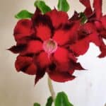 Planta Dobrada 3515 – 35cm – 03 anos