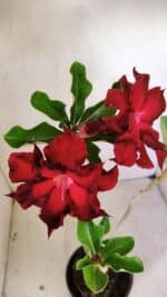 Planta Dobrada 3515 – 35cm – 03 anos - Imagem 4