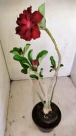 Planta Dobrada 3515 – 35cm – 03 anos - Imagem 5