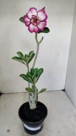 Planta Dobrada 3516 – 35cm – 03 anos - Imagem 2