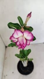 Planta Dobrada 3516 – 35cm – 03 anos - Imagem 4