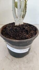 Planta Dobrada 3516 – 35cm – 03 anos - Imagem 5