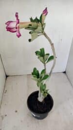 Planta Dobrada 3516 – 35cm – 03 anos - Imagem 6