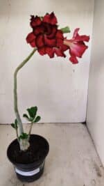 Planta Dobrada 3517 – 35cm – 03 anos - Imagem 2