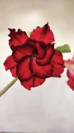 Planta Dobrada 3517 – 35cm – 03 anos