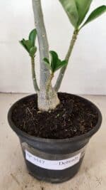 Planta Dobrada 3517 – 35cm – 03 anos - Imagem 6