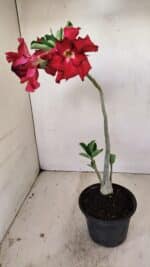 Planta Dobrada 3517 – 35cm – 03 anos - Imagem 5