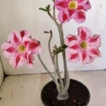 Planta Dobrada 3518 – 35cm – 03 anos