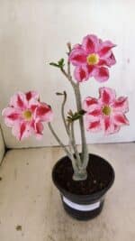 Planta Dobrada 3518 – 35cm – 03 anos