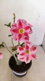 Planta Dobrada 3518 – 35cm – 03 anos - Imagem 3