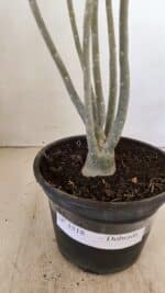 Planta Dobrada 3518 – 35cm – 03 anos - Imagem 8