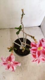 Planta Dobrada 3518 – 35cm – 03 anos - Imagem 4