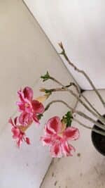 Planta Dobrada 3518 – 35cm – 03 anos - Imagem 7