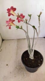 Planta Dobrada 3518 – 35cm – 03 anos - Imagem 6